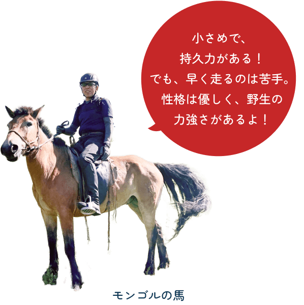 horse-img01