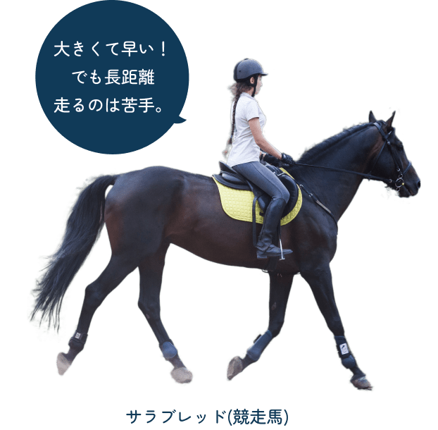 horse-img02