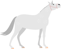 horse-white-img